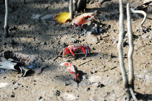濕地發現10種招潮蟹  Ten species of fiddler crabs can be found here.