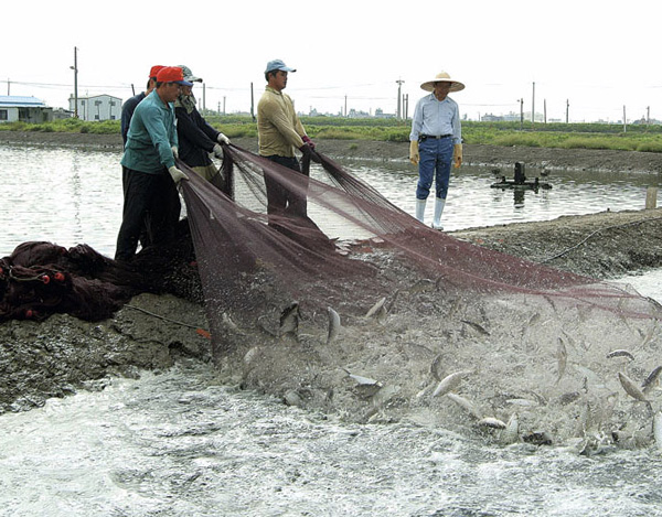品質優良的養殖虱目魚是彌陀知名的特色魚產。(圖/地理師 攝)