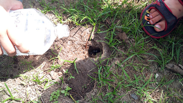 灌水是引蟋蟀出洞的重要動作。（圖/Anny 提供)