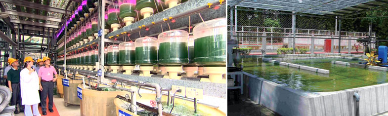 台電公司在大林火力發電廠進行「微藻減碳」計畫。（圖/台灣電力股份有限公司綜合研究所 提供）