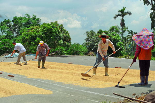 農民們拿著耙曬稻穀，彷彿回到過去農業社會的純樸景象。（圖／曾瑞昇提供）