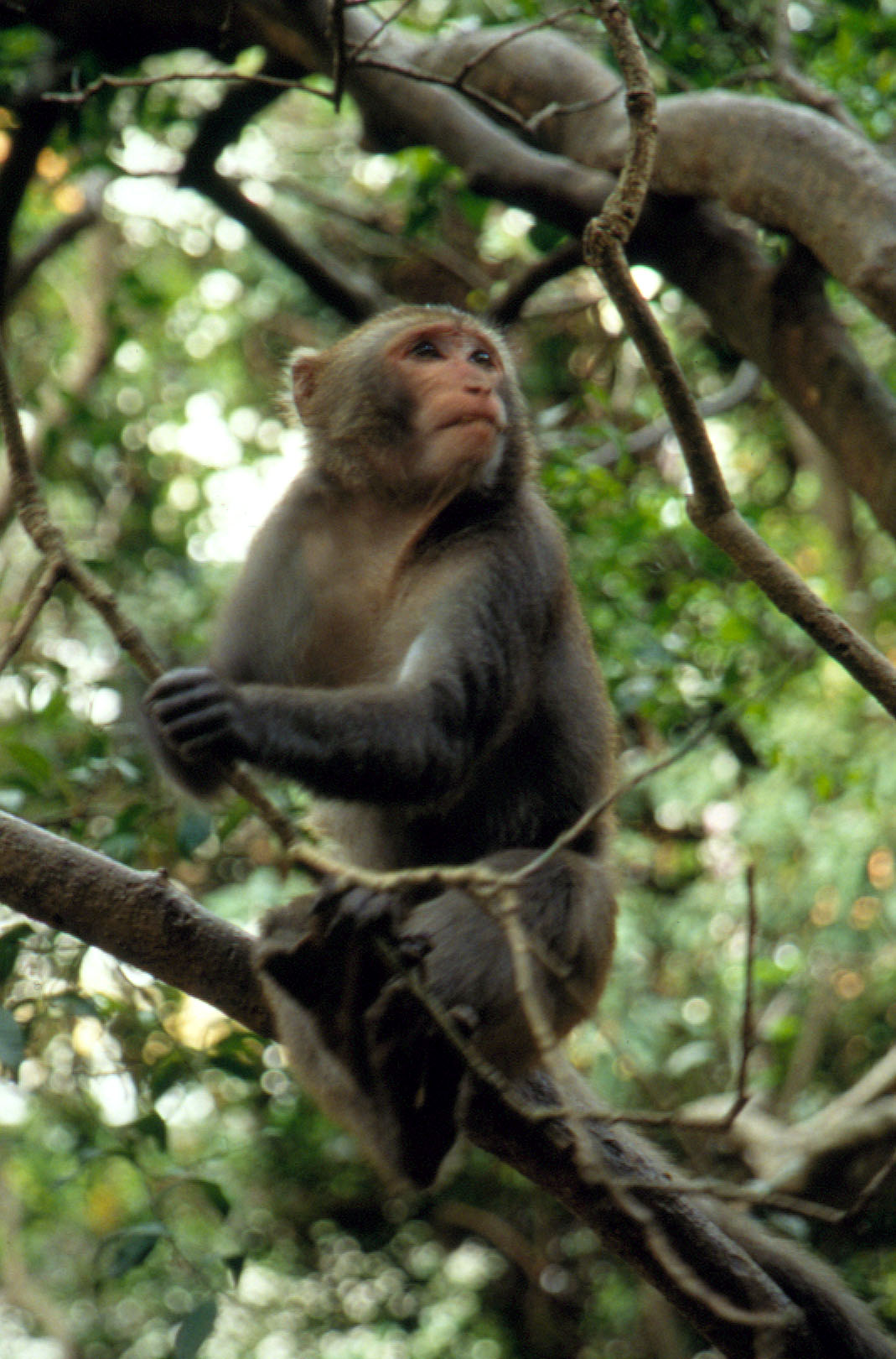 台灣獼猴是壽山國家公園的保育動物。(圖/鮑忠暉攝)
