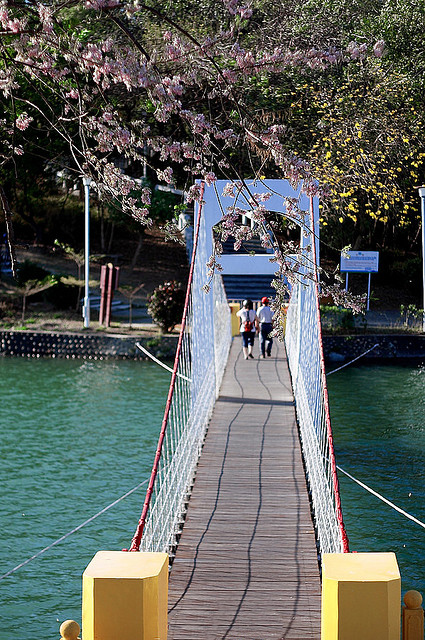 運動的民眾，漫步澄清湖畔吊橋。(圖/ CHENIZER攝)