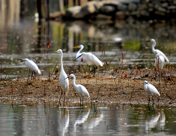 中都濕地公園已有鳥類前往棲息，生態盎然。(圖/高雄市政府養工處公園科提供)
