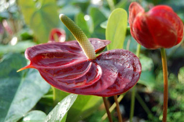火鶴花朵鮮艷奪目，是市場上極具特色的花卉。(圖/高雄市政府農業局提供)