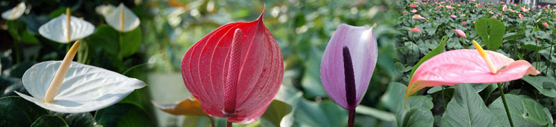 火鶴花的顏色豐富多元，各擁不同風情。(圖/高雄市政府農業局提供)