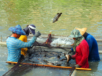 永安石斑魚養殖，廣受市場歡迎。(圖/永安區漁會提供)