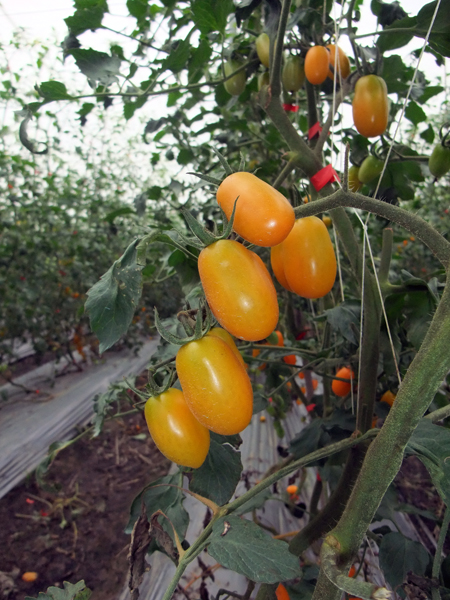 果農林永恭先生(左圖)培植的橙蜜香蕃茄入口後滋味多變，令人想一吃再吃。(圖/方昭禪攝)