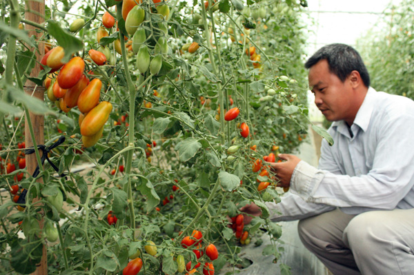得天獨厚的自然環境，果農陳勁良讓路竹地區栽種出特有的鹽地番茄。(圖/方昭禪攝)