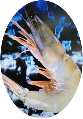 小港區漁會的藍鑽蝦，肉質彈牙震撼味蕾。(圖/小港區漁會提供)