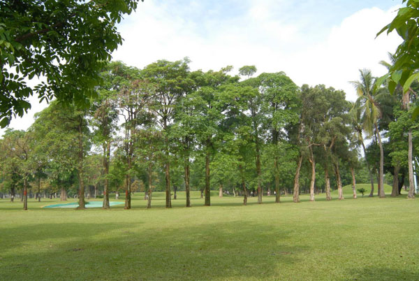 高雄市區內廣大的高樹綠地適合黃鸝鳥棲息。（圖／高雄市野鳥學會　提供）