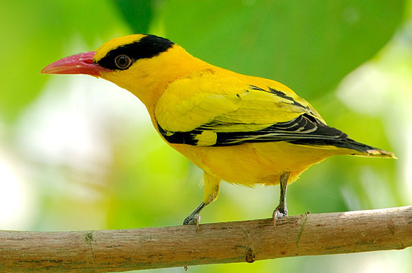 鮮黃色的搶眼外衣，是黃鸝鳥的獨特魅力。（圖／高雄市野鳥學會　提供）