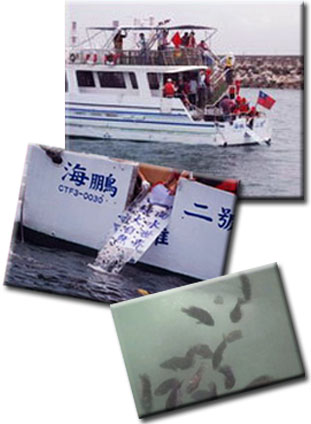 魚苗流放工作復育近海漁業資源。(圖/高雄市政府海洋局 提供)