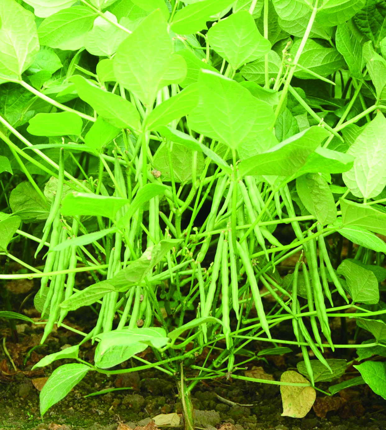 一株紅豆可以長出一百多個豆莢。  A single adzuki plant can grow more than a hundred pods.
