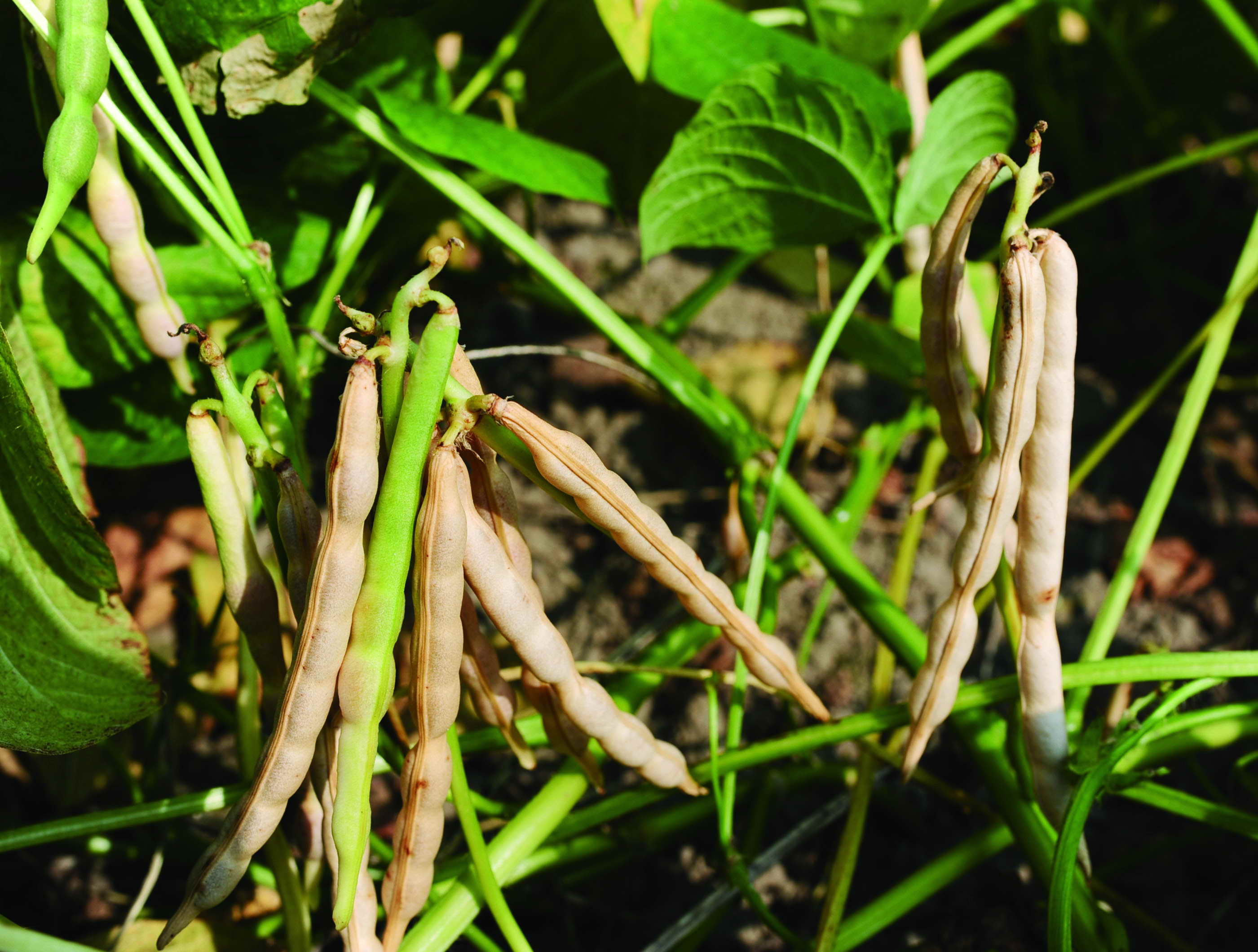 紅豆生長第76天  Red beans which have been growing for 76 days.