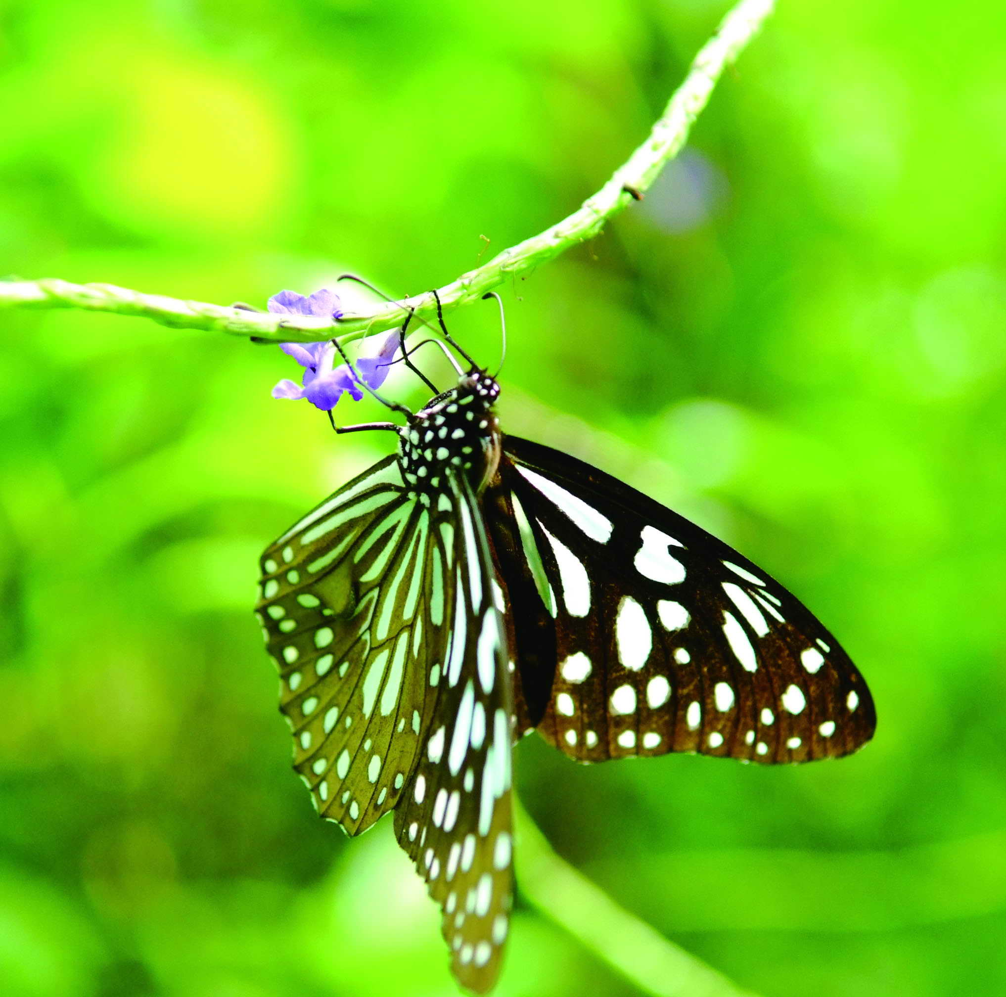 青斑蝶覓食仍不忘展示它牠的美麗   A beautiful exhibition of the Chestnut Tiger butterfly's wings