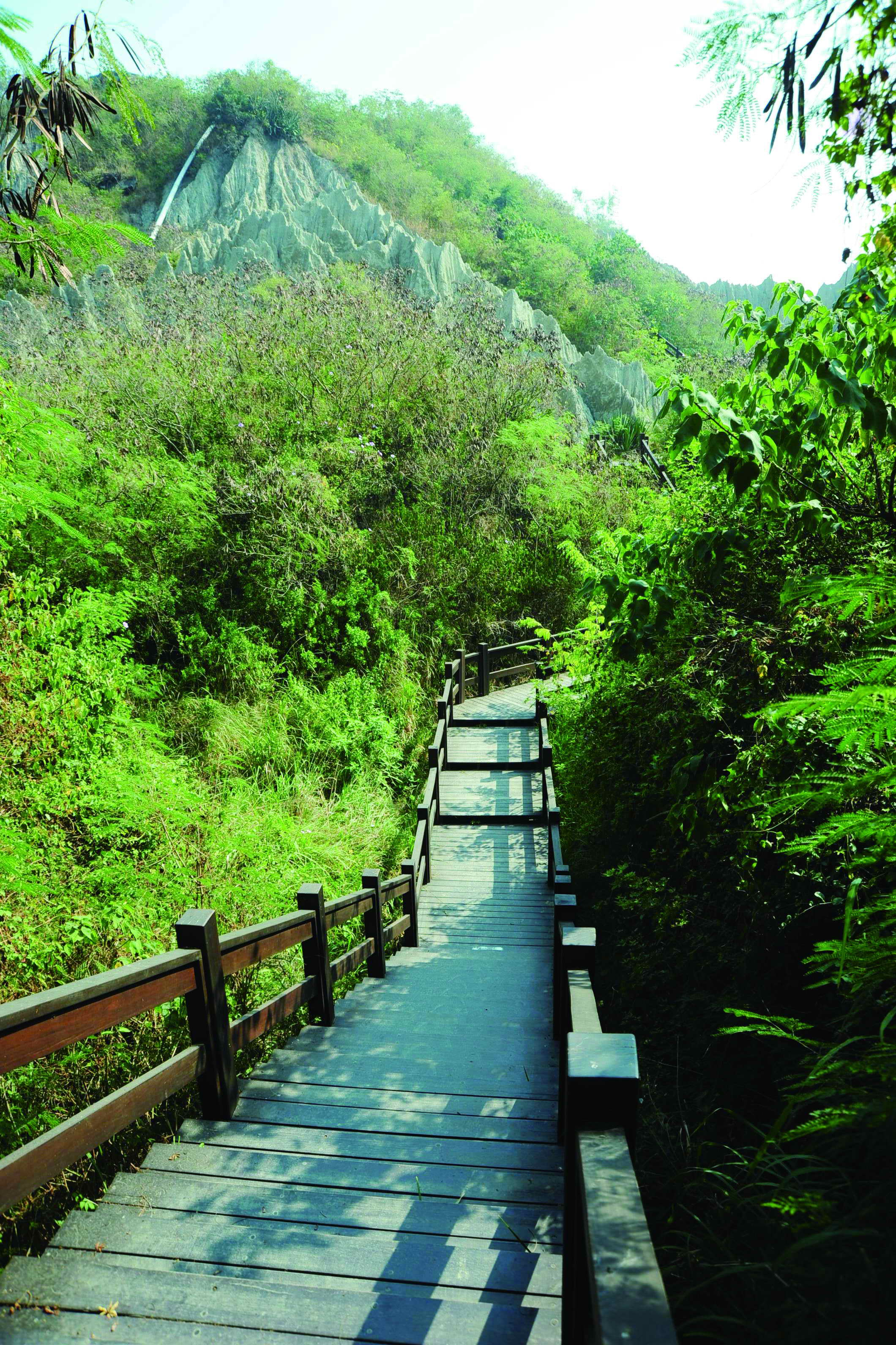 漯底山提供健行步道和許多的台灣原生種植物  Ta-di Mountain offers hiking trails and a vast range of vegetation indigenous to Taiwan.