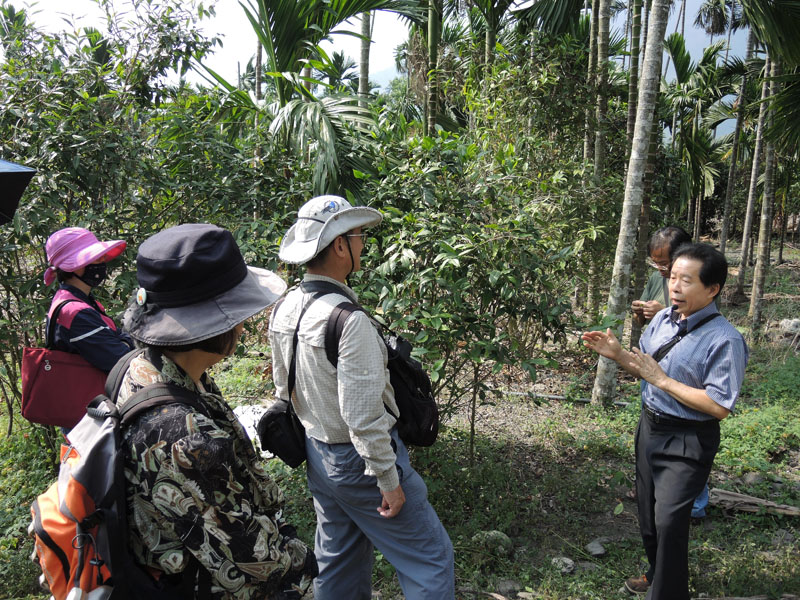 新發製茶師傅劉文華為民眾導覽野生山茶的栽種狀況。（圖∕徐世雄 攝）