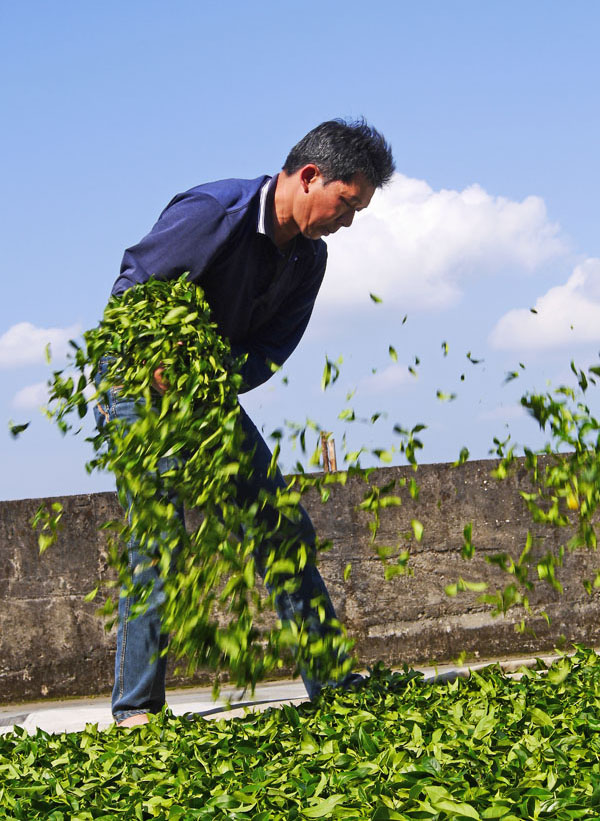 青山茶區的製茶師傅忙著進行茶葉萎凋。（圖∕張簡英豪 攝）