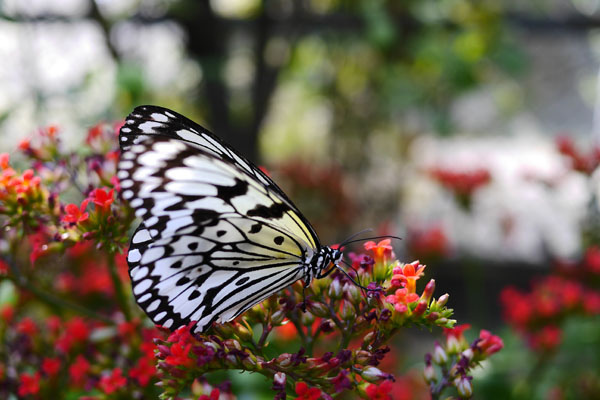 蝴蝶園裡隨處可見美麗的大型蝴蝶。（圖∕張簡英豪 攝）