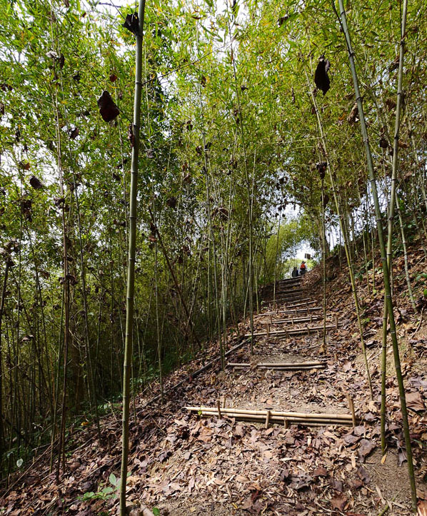 蘇羅婆生態步道以竹子建築步道避免破壞生態。（圖∕張簡英豪 攝）