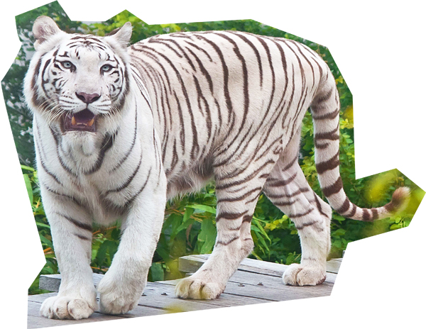 白老虎是壽山動物園的超級明星。（圖∕壽山動物園 提供）