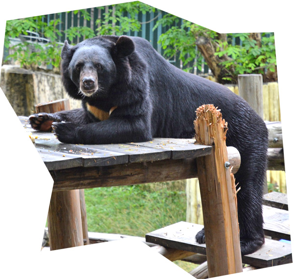 台灣黑熊波比是壽山動物園自然繁育成功的明星動物。（圖∕壽山動物園 提供）
