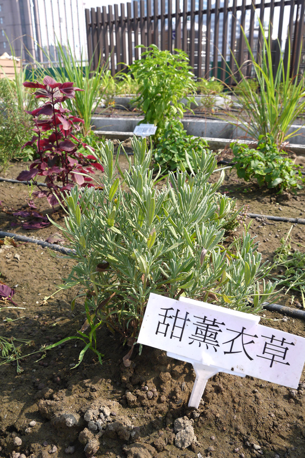 音悅農園的菜圃裡，種植多種菜蔬與香草植物。（圖∕李昀諭　攝）