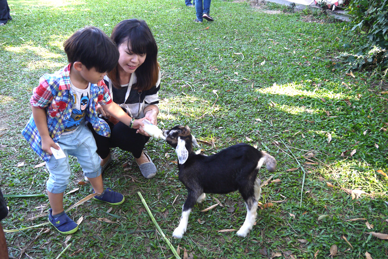 禾光牧場可讓親子體驗瓶餵小羊的樂趣。(圖∕李昀諭　攝)