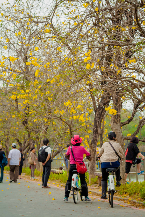 澄清湖黃花風鈴木在3月盛開。（圖∕高志宏 攝）