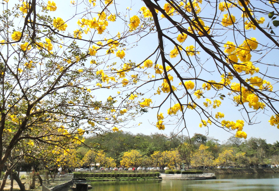 八景之一的「柳岸觀蓮」已無蓮花，取而代之的是迷人的黃花風鈴。（圖∕張筧 攝）