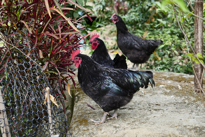 水泉農場放養的「萬步雞」體態健美。（圖∕張簡英豪 攝）