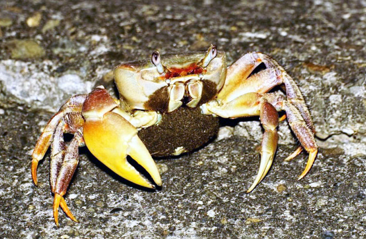 夜行性的陸蟹，只在傍晚到清晨期間才會出現。（圖/台灣溼地保護聯盟 提供）
