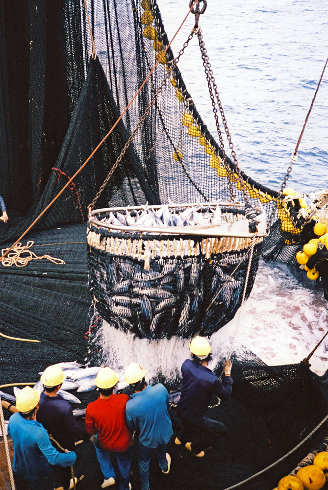 台灣遠洋漁業發達，約有1300多艘遠洋漁船遍佈全球。（圖/郭珍弟 提供）
