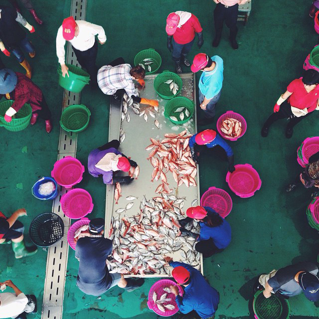 剛從船上卸下來的漁獲都要按照魚種分裝到不同顏色的籃子中，然後才進行叫賣。