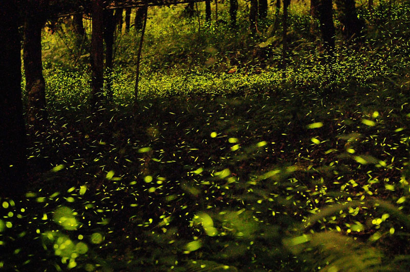 每逢3月到5月正是螢火蟲求偶季節，每到夜晚，那瑪夏區數萬隻螢火蟲在山谷飛舞。（林浩然·攝影）