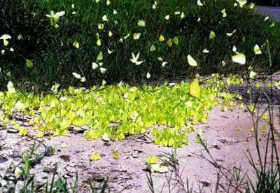 彩蝶谷中有許多原生種的鐵刀木，是蝴蝶的食用植物，適合蝴蝶繁殖產卵。（六龜觀光協會·提供）