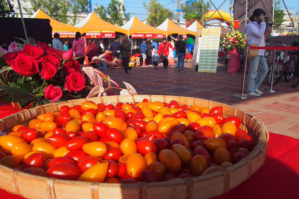 一年一度的路竹番茄節，能品嚐到最當季新鮮的各式番茄。（路竹區公所·提供）