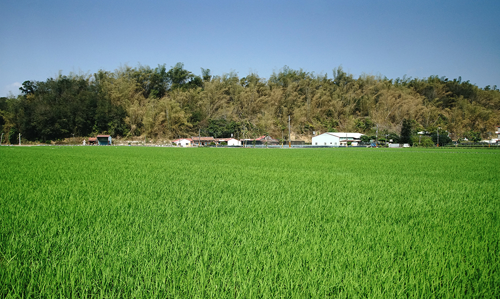 稻田、三合院就是美濃農村最迷人的生活印象。(攝影/曾信耀)