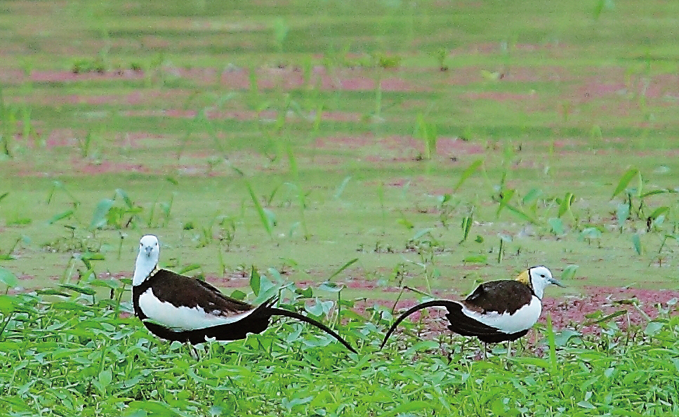The Pheasant-tailed jacanas on the Meinong marshes