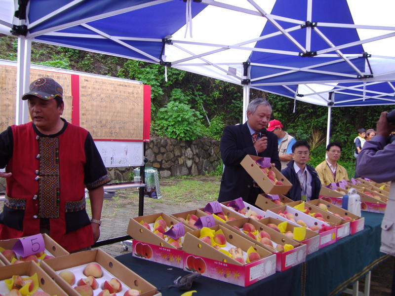 蜜桃風情季讓上山的民眾能夠品嚐到最新鮮的那瑪夏水蜜桃。(圖/那瑪夏區公所提供)