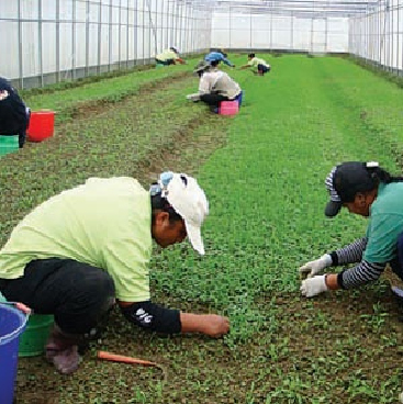 精緻農業是高雄的綠色經濟產業。(圖/高雄市政府農業局提供)