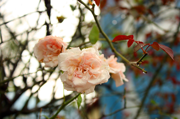 「悠遊山城」除了多種玫瑰外，至今更已研發出400多種的樹玫瑰。（圖／方昭禪攝）