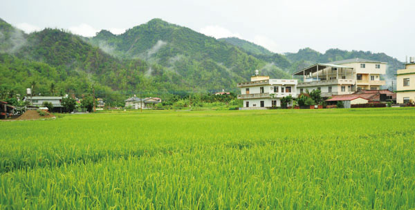 金黃色稻田與遠方山色形成一幅迷人的田園美景。（圖／鮑忠暉　攝）