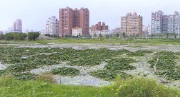 洲仔濕地建置一座符合生態的人工濕地，期待水雉的重返。
