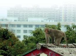 柴山獼猴是高雄市民的好友，彼此該如何互動相處，正考驗都市人的智慧。攝影／蔡宜亭