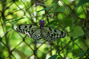 台灣所產的蝴蝶種類繁多且體型大色彩鮮艷，享有「蝴蝶王國」之美譽，圖為大白斑蝶。(圖/侯志勇攝)