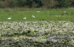 洲仔濕地是高市最早設置的濕地，如今已成為群鳥聚集之處。(圖/黃永富攝)