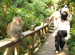 在柴山上健行，時常能看到台灣獼猴的行蹤。(圖/鮑忠暉攝)