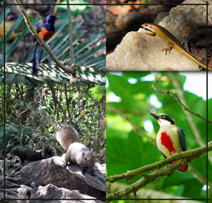 柴山擁有豐富生態資源。白腰鵲鴝公鳥（左上）、多線南蜥（右上）、松鼠（左下）、八色鳥（右下）。（圖／林昆海攝）